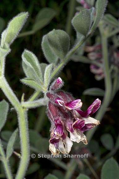 hosackia crassifolia var otayensis 3 graphic